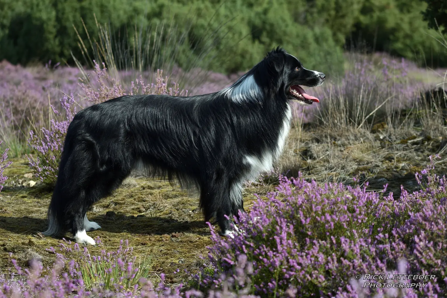 Rollo