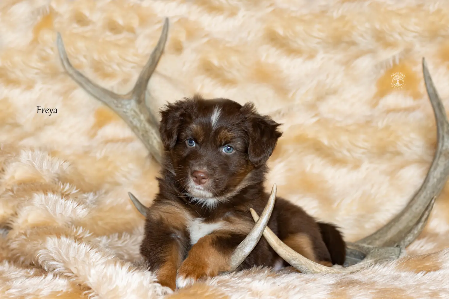 Randalenbande's Another God Freya ''Freya''