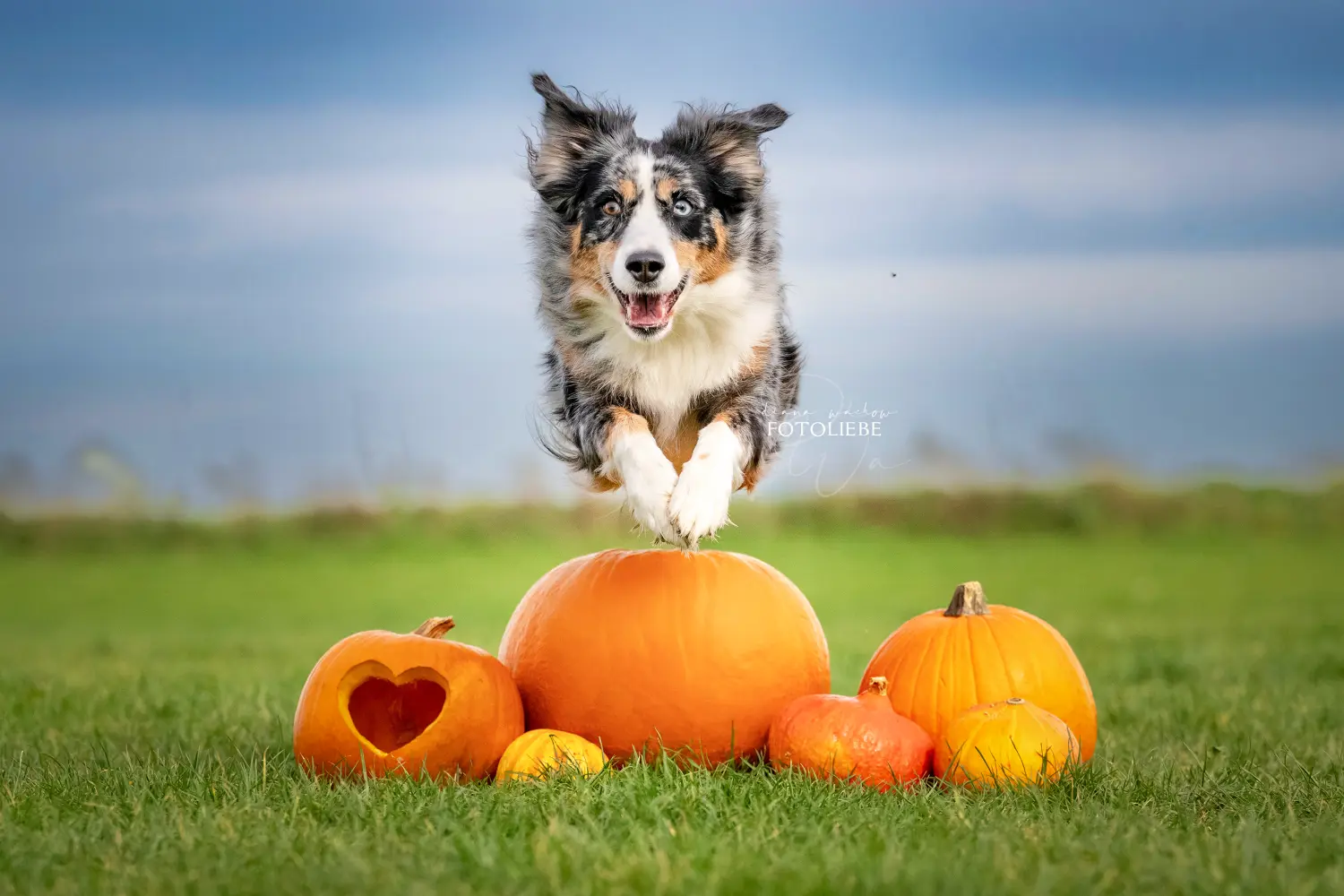 Hunde von RandalenBande