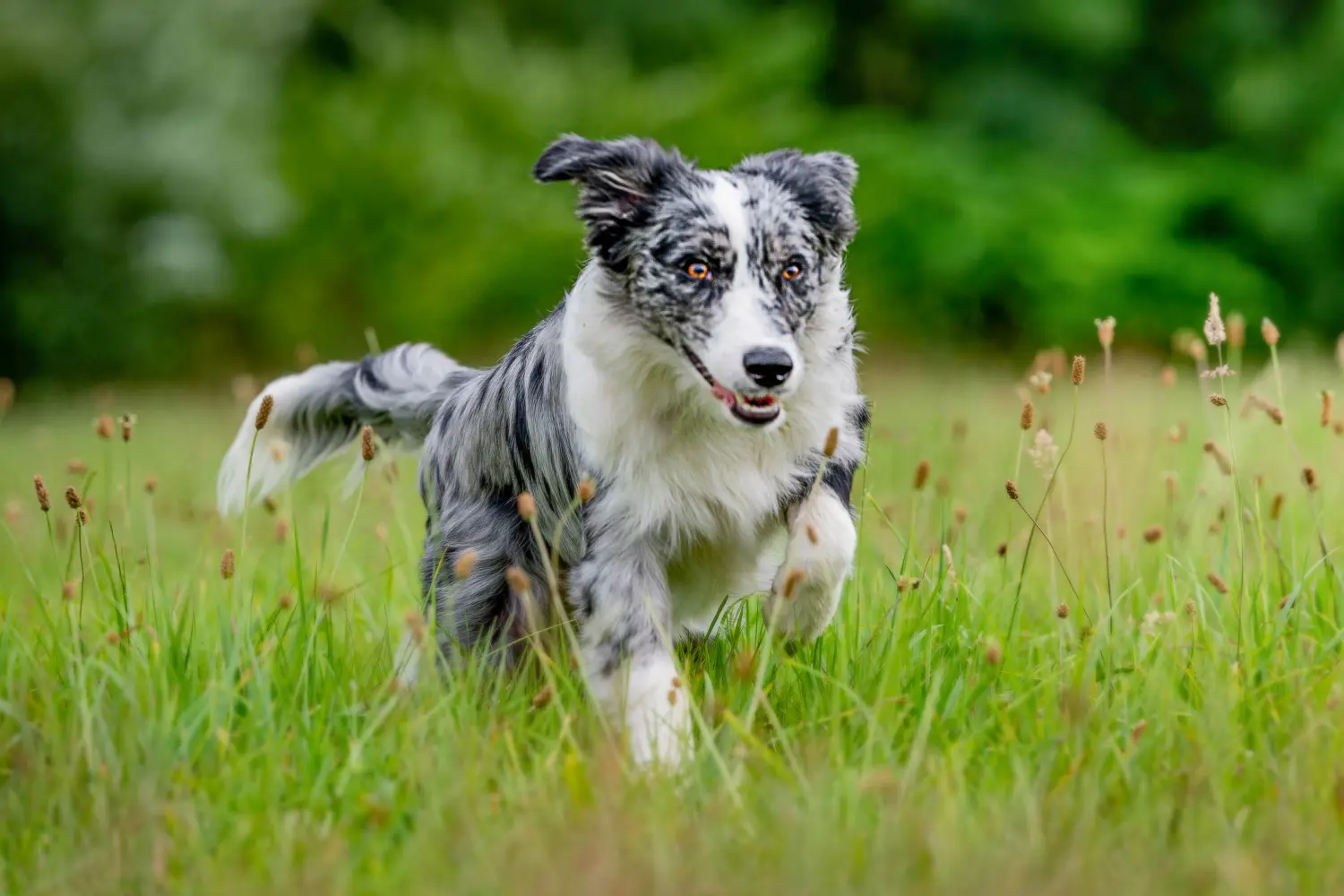 Hunde von RandalenBande