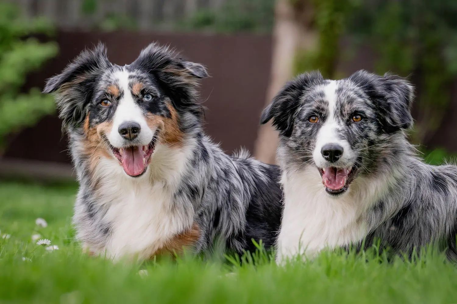 Hunde von RandalenBande