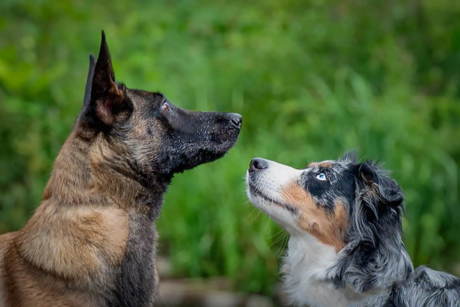 Hunde von RandalenBande