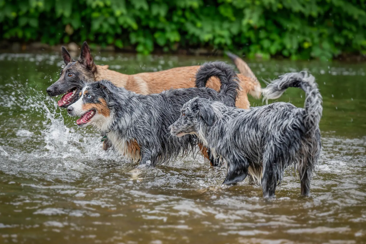 Hunde von RandalenBande