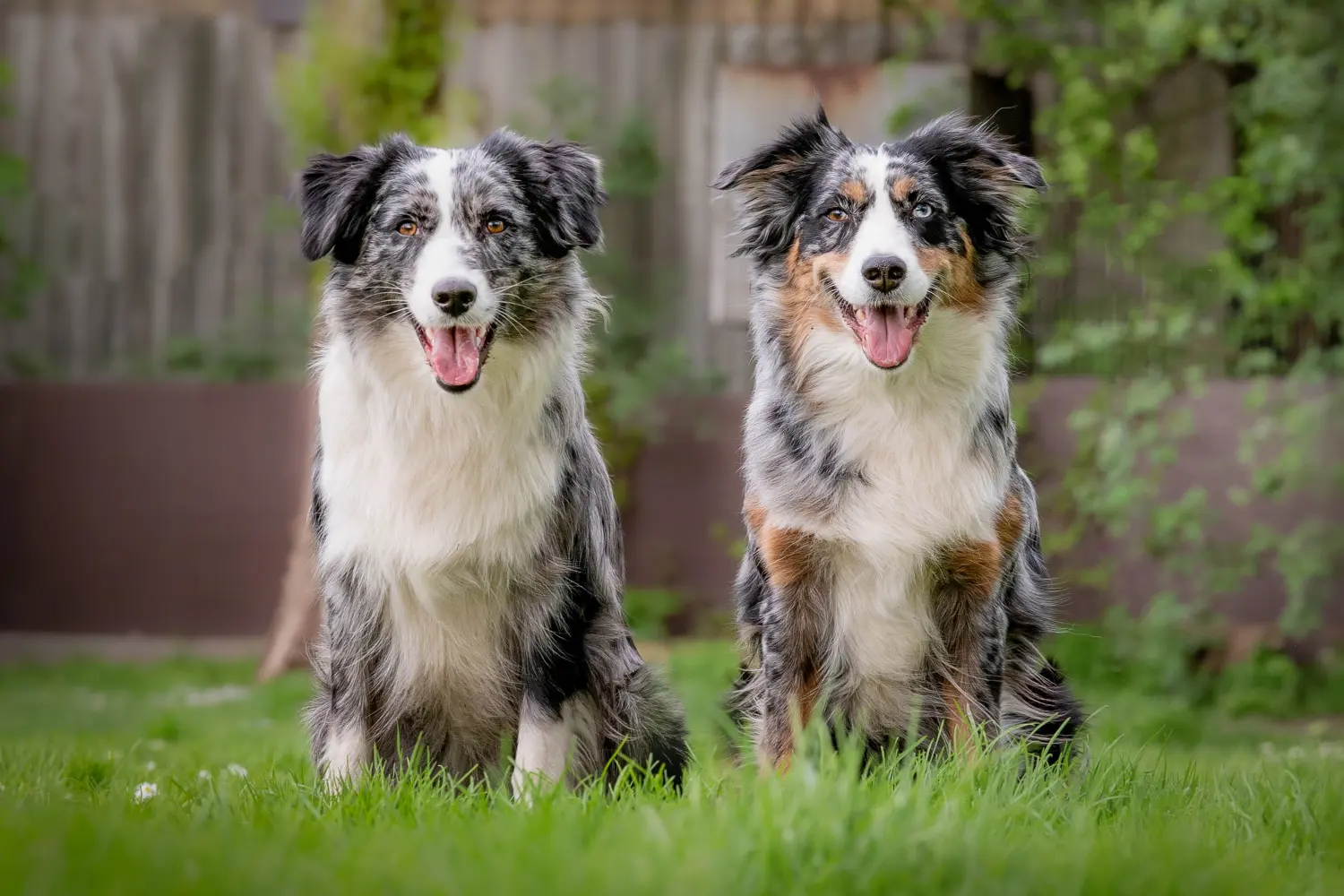 Hunde von RandalenBande
