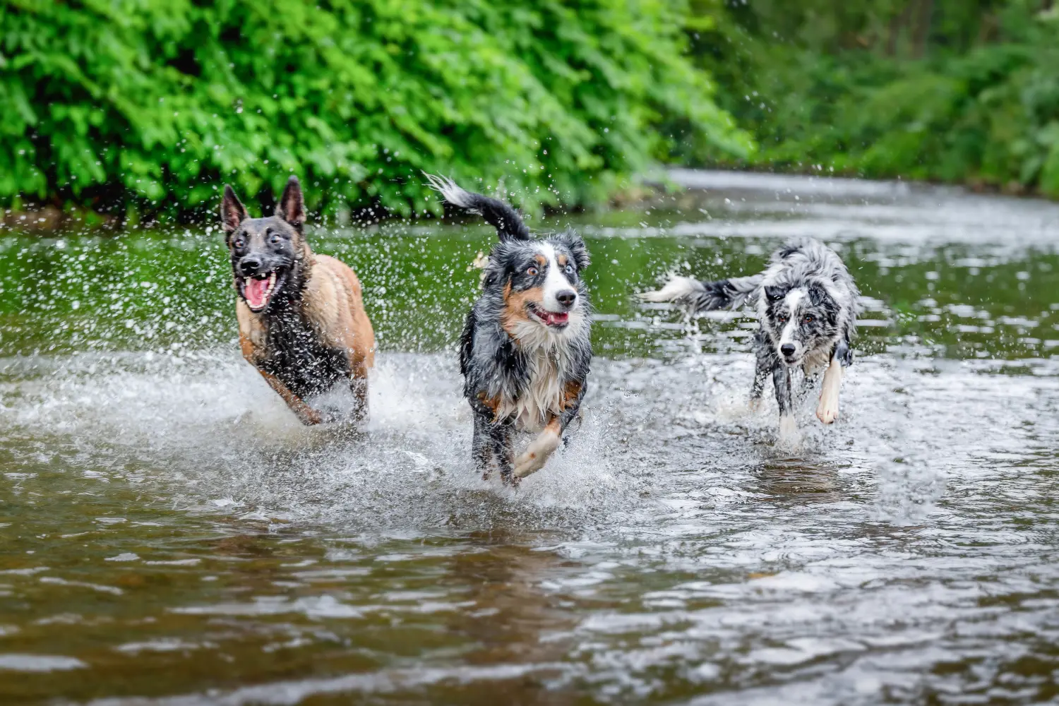 Hunde von RandalenBande
