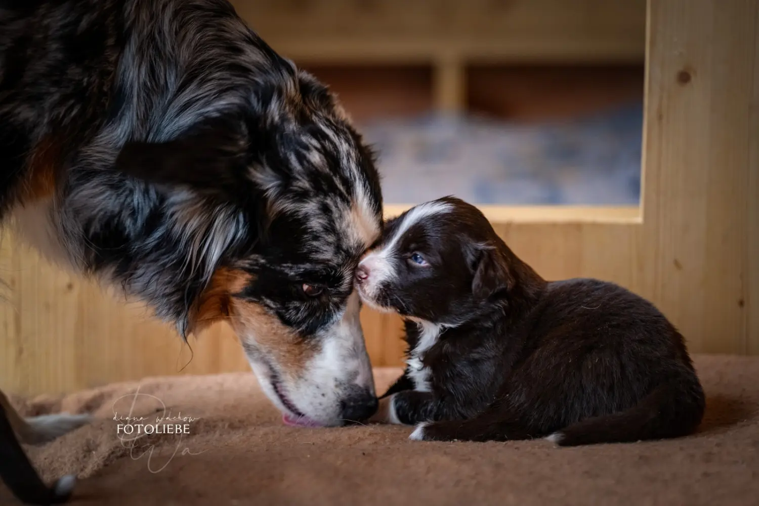Hunde von RandalenBande