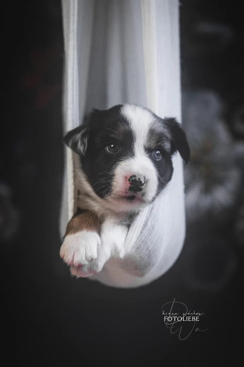 Randalenbande's Be my Soulmate Meeko